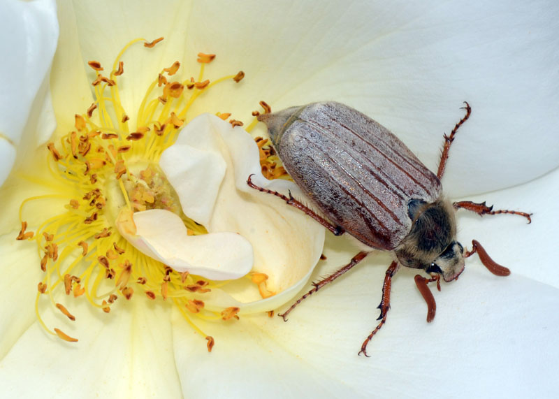 Melolonthidae  Melolontha pectoralis (cf.)